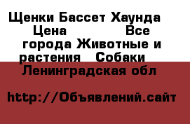 Щенки Бассет Хаунда  › Цена ­ 25 000 - Все города Животные и растения » Собаки   . Ленинградская обл.